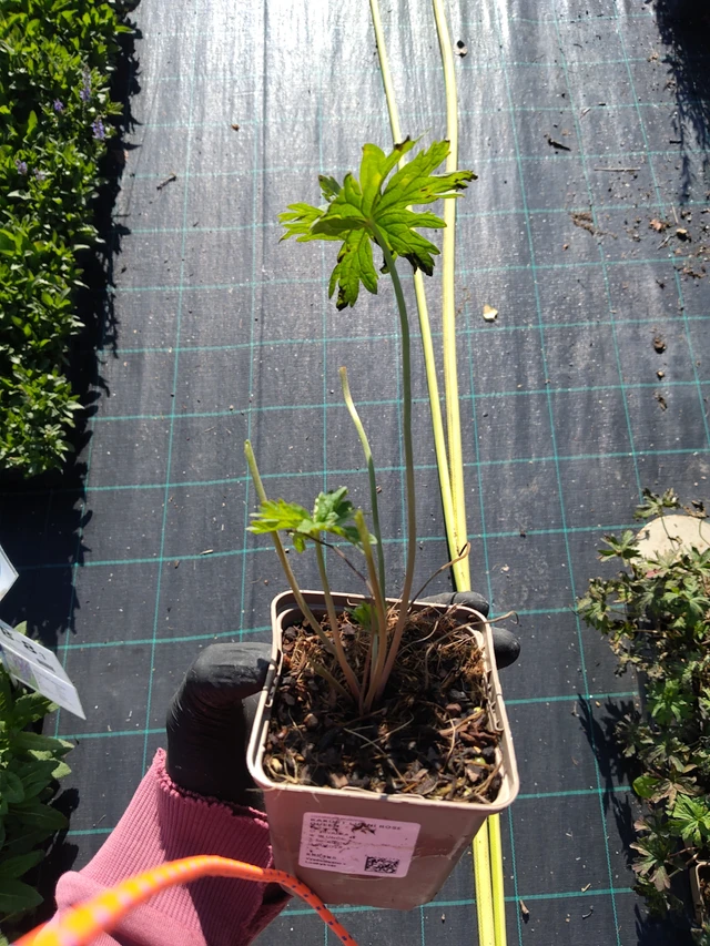 Kurjenpolvi Rose Queen - 11. 9. 2025