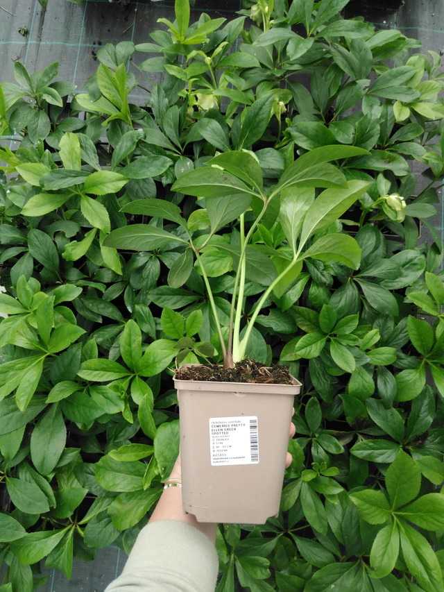 Eléboro Pretty Ellen Green Spotted - 2024