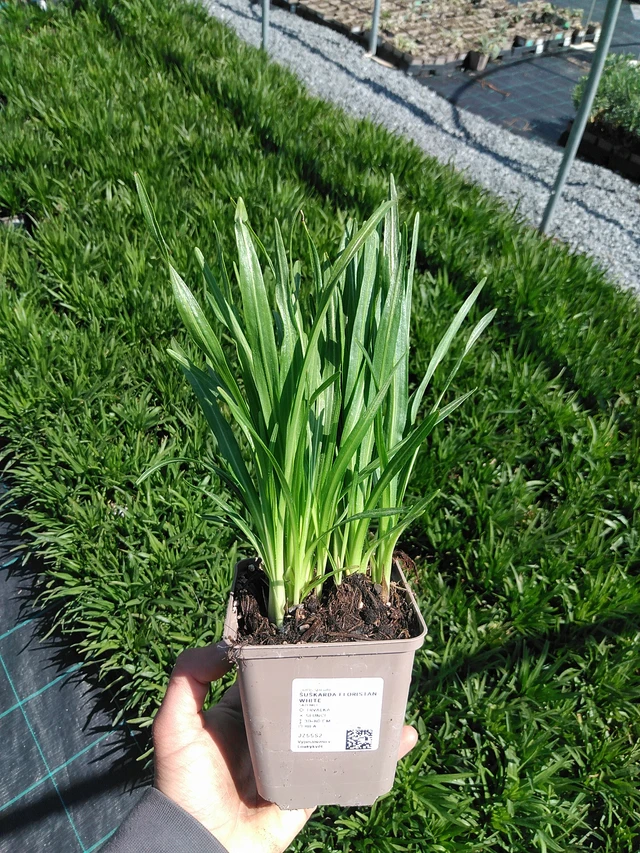 Liatris Floristan White - 13. 5. 2025