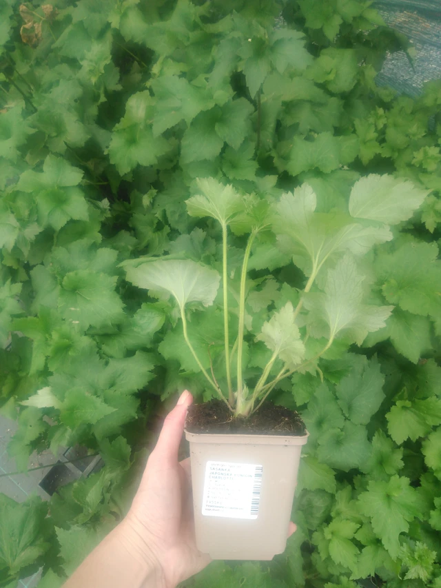 Anémona japonesa Königin Charlotte - 2024