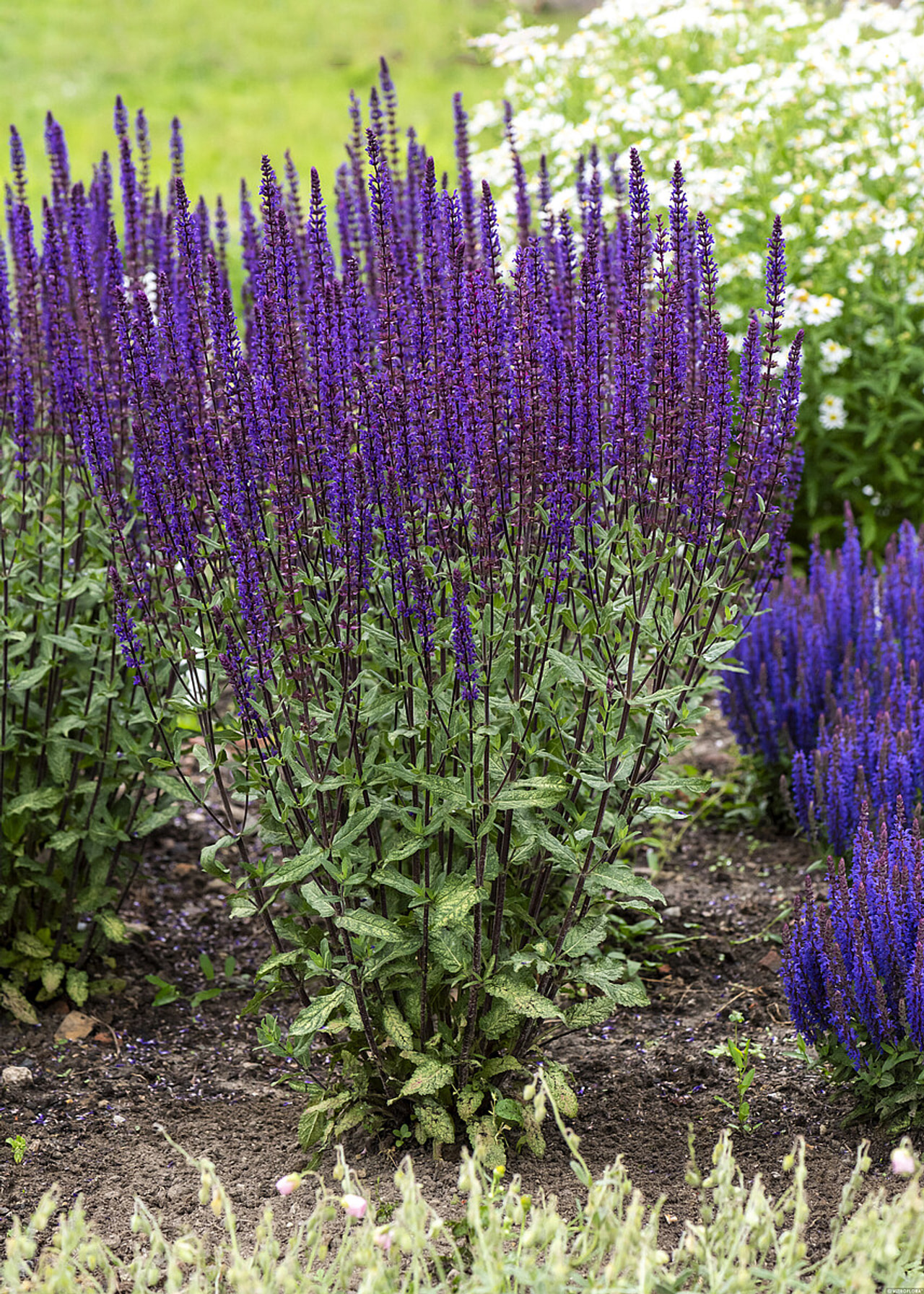 Šalvěj hajní Caradonna, Loukykvět