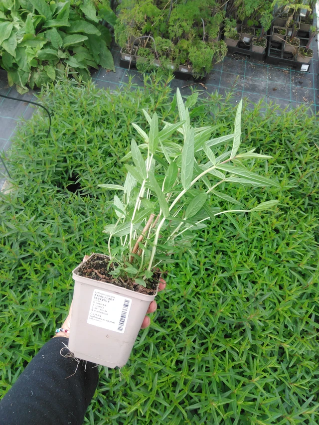 Kyprej Lady Sackville - 2024