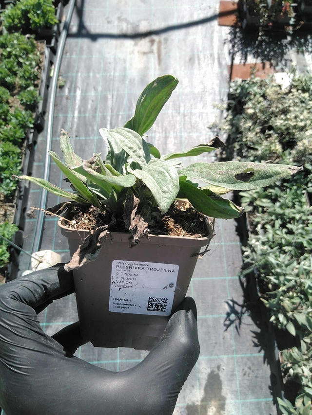 Anaphalis trojžilná - 19. 8. 2025