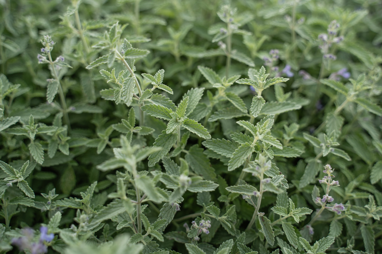 Šanta Senior, Loukykvět