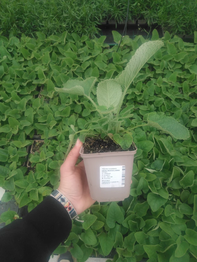 Lyhtykoiso Russeliana - 2024