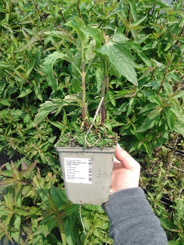 Verbena arrow-leaved Pink Spires - 9. 6. 2025