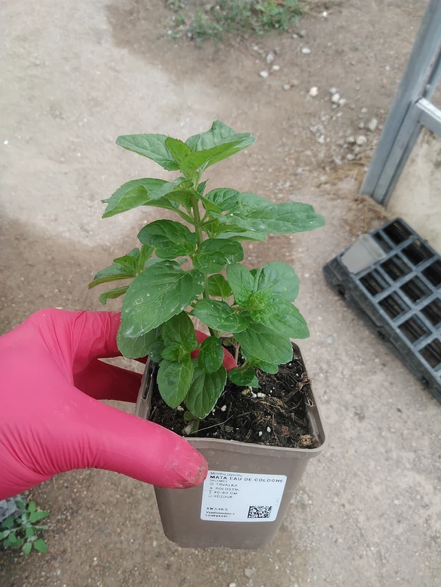 Menta Eau de Cologne - 29. 7. 2025