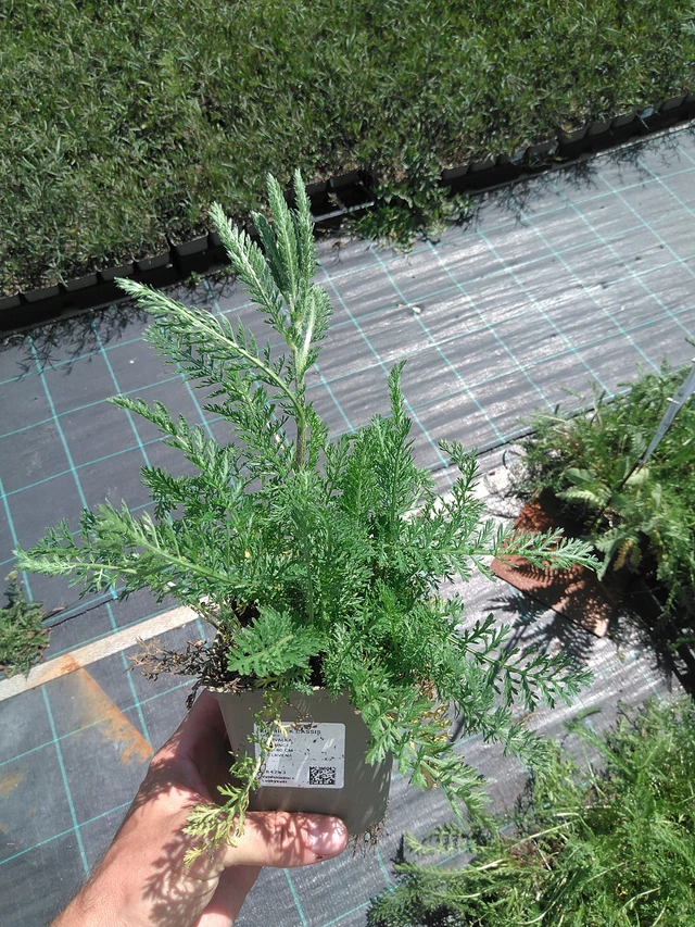 Řebříček Cassis - 24. 6. 2025