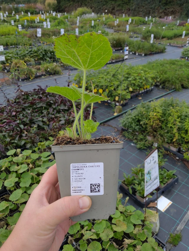 Malva Chaters Chamois - 9. 10. 2025