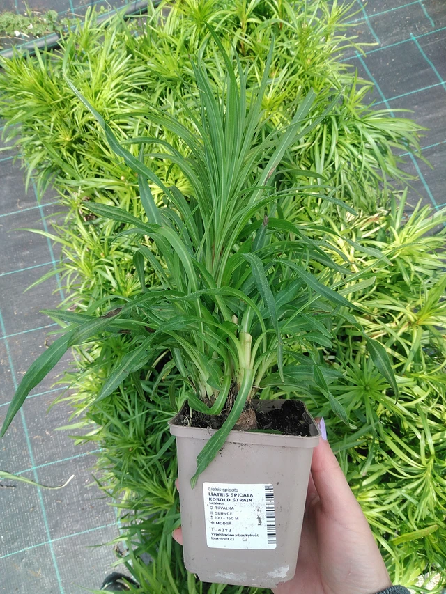 Ruusukaunokki Kobold Strain - 9. 6. 2025