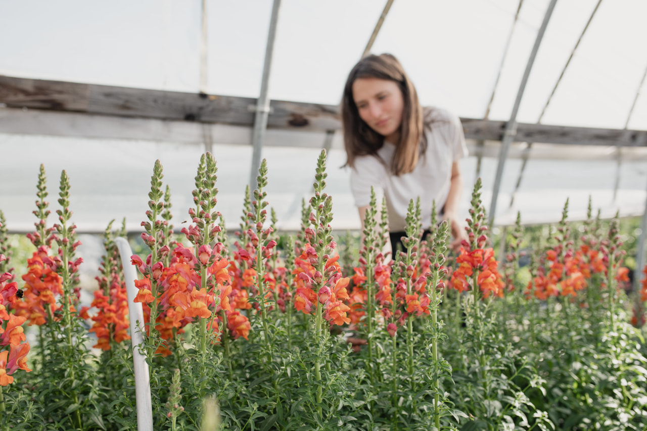 Hledík Potomac Orange, Loukykvět