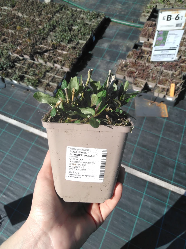 Flox Sweet Summer Ocean - 3. 4. 2025