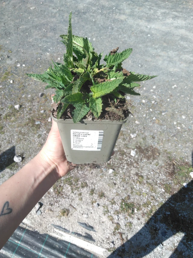 Salvia de prado Swan Lake - 3. 4. 2025