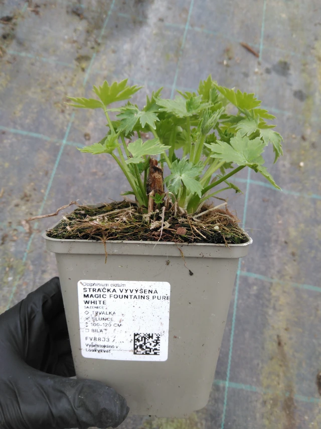 Szarkaláb Magic Fountains Pure White - 1. 4. 2026