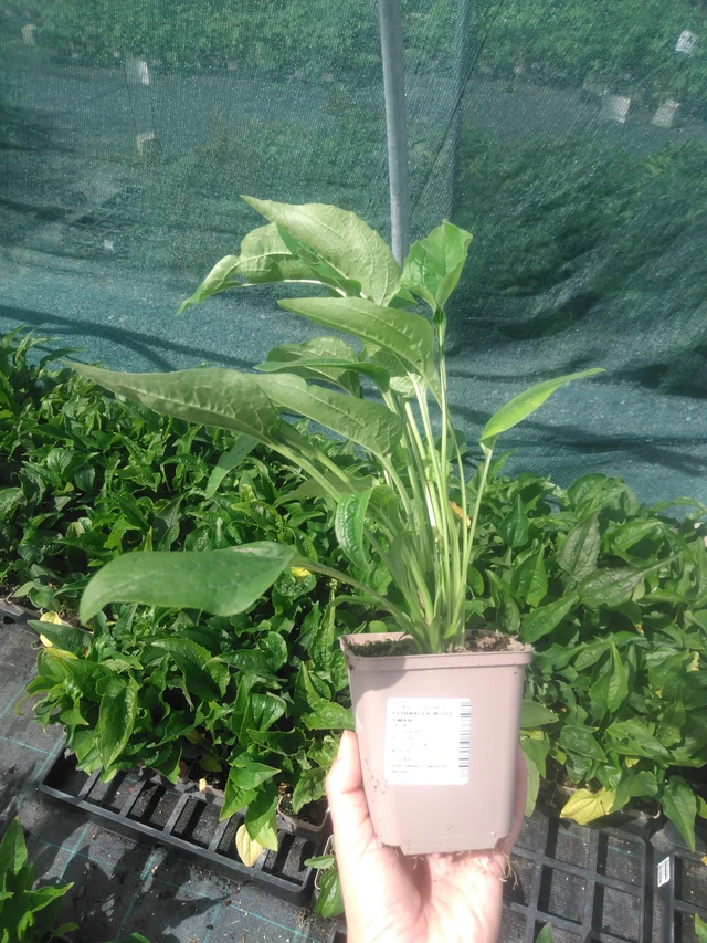 Echinacea White Swan - 2024