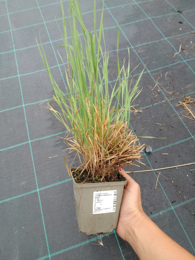 Jouhiheinä Ricky - 10. 9. 2025