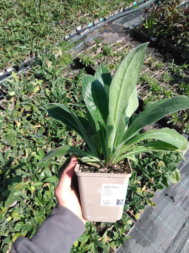 Aciano de montaña - 13. 5. 2025