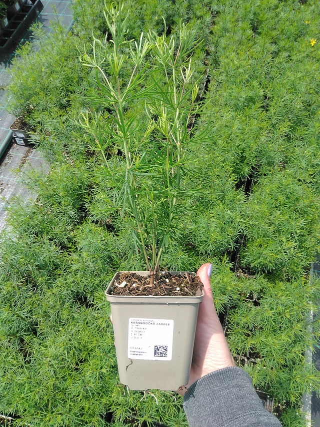 Tickseed Zagreb - 9. 6. 2025