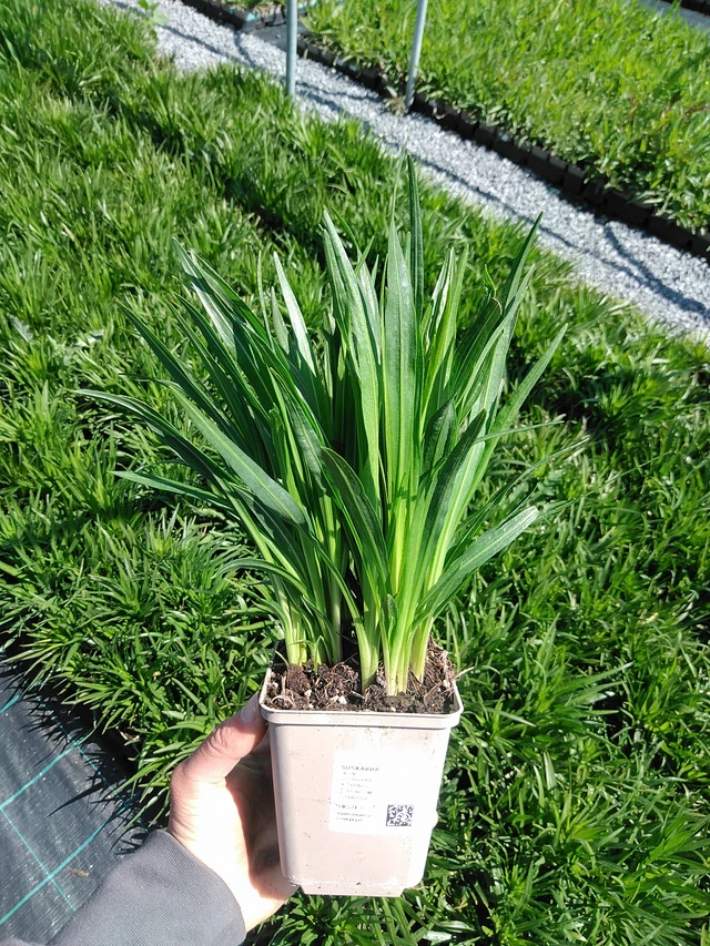 Punatope - 13. 5. 2025