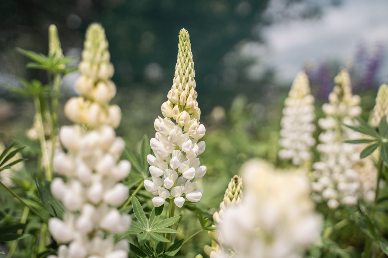 Csillagfürt Gallery White, Loukykvět