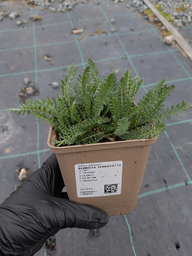 Řebříček Terracotta - 31. 3. 2026