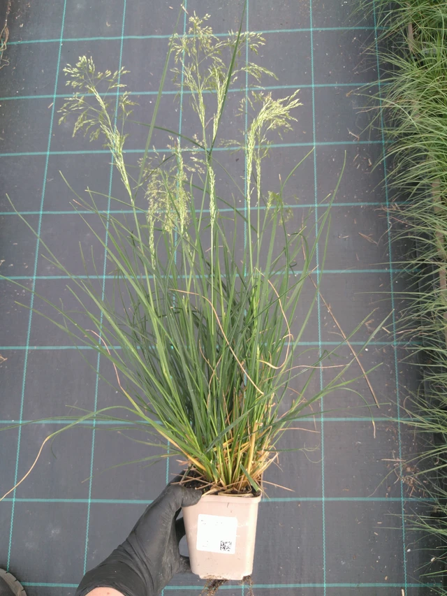 Metlice trsnatá Tardiflora - 10. 7. 2025