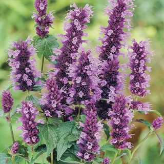 Agastache Black Adder, Loukykvět