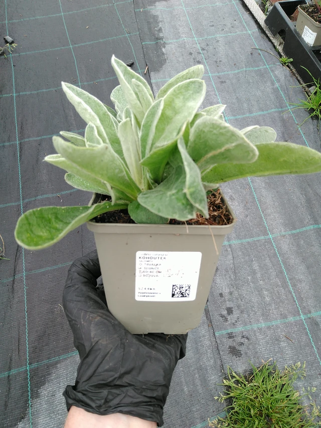 Campion - 10. 9. 2025