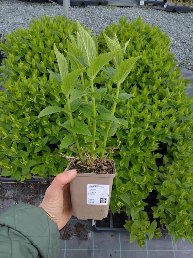 Šanta Washfield - 21. 4. 2026