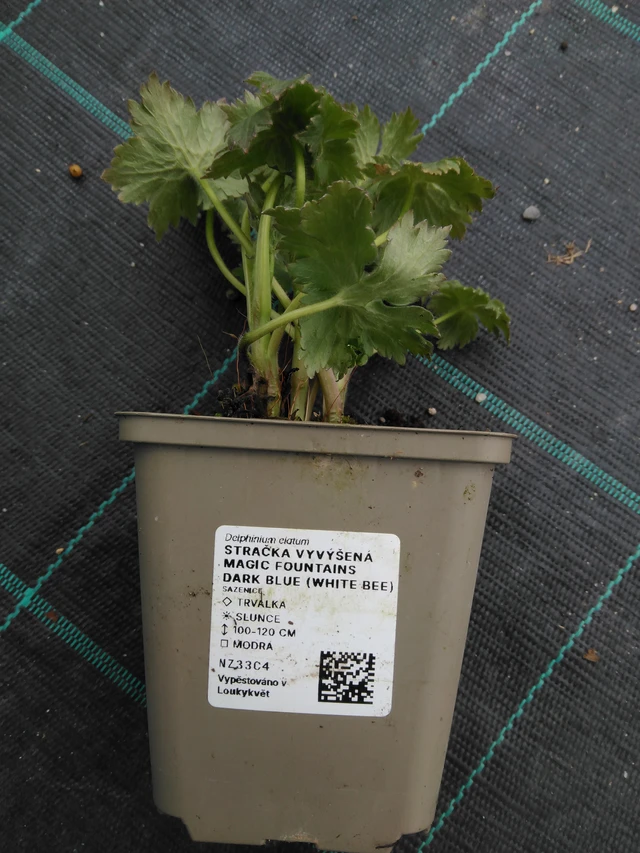 Pied-d'alouette Magic Fountains Dark Blue (White Bee) - 1. 4. 2026