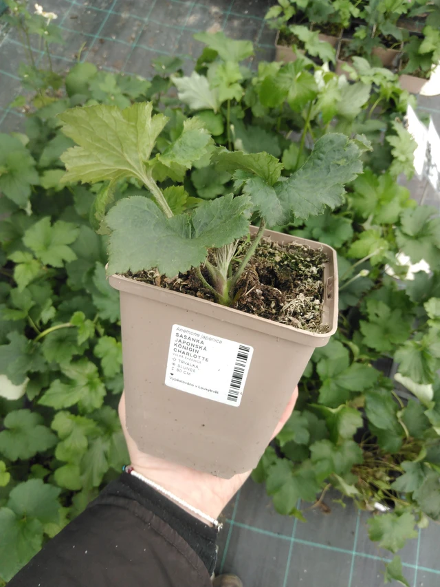 Anémona japonesa Königin Charlotte - 2024