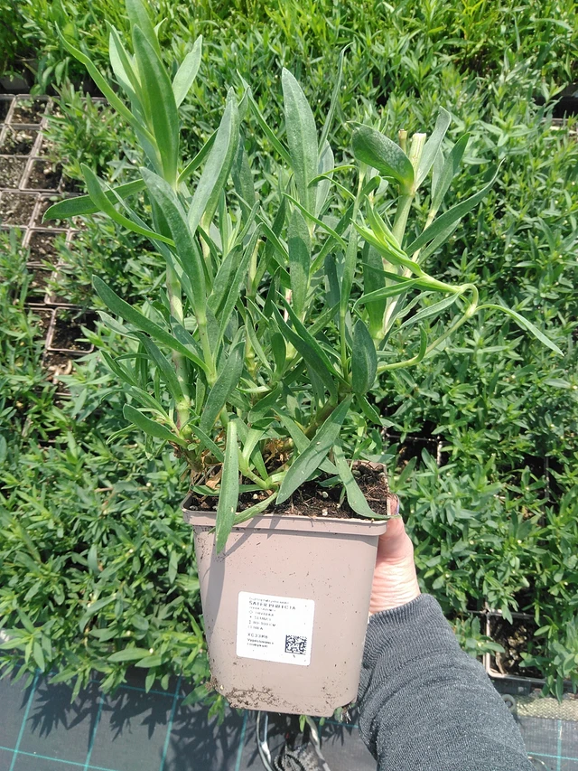 Gypsophila Perfecta - 9. 6. 2025