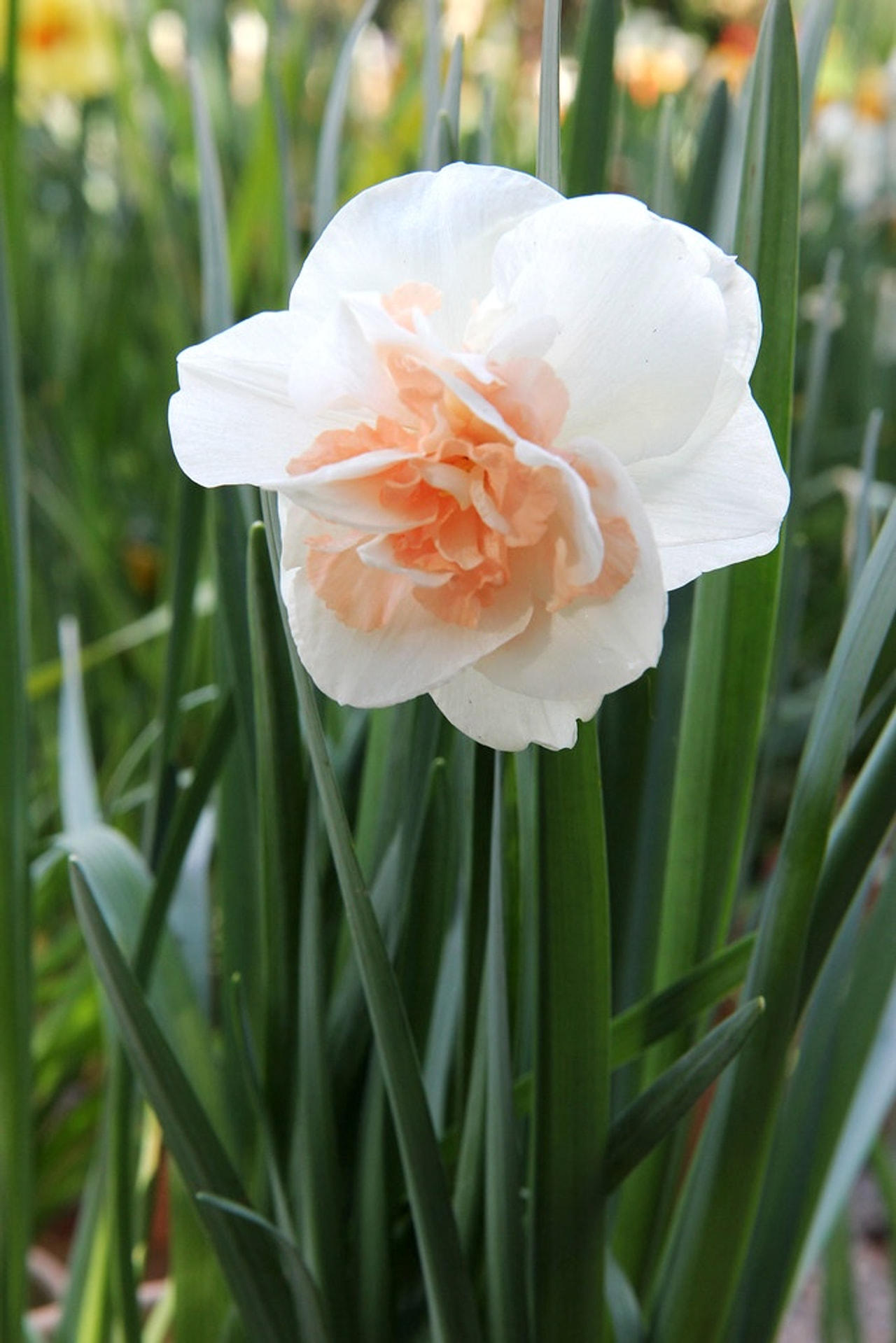 Narcis Pink Champagne, Loukykvět