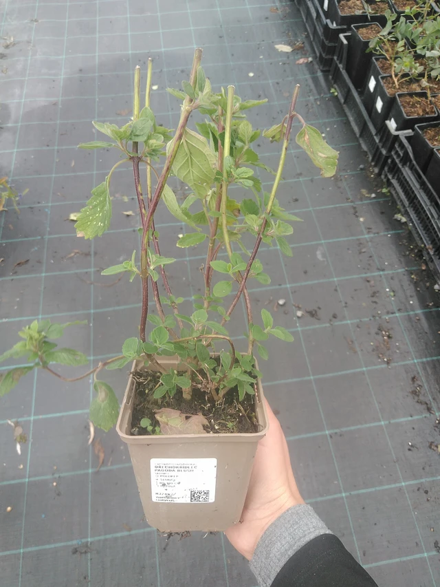 Perhoskukka Pagoda Blush - 10. 10. 2025