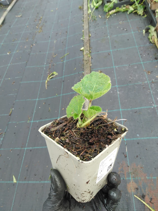 Malva Chaters Rosa - 23. 10. 2025