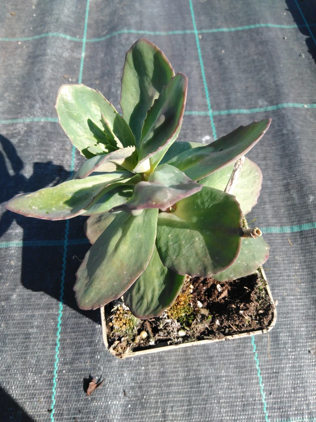 Maksaruoho Matrona - 3. 4. 2025