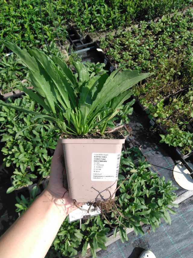 Kopretina Christine Hagemann - 2024