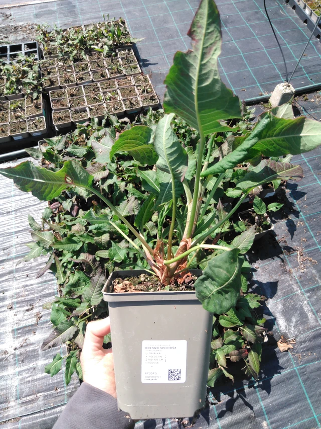 Persicaria Speciosa - 13. 5. 2025