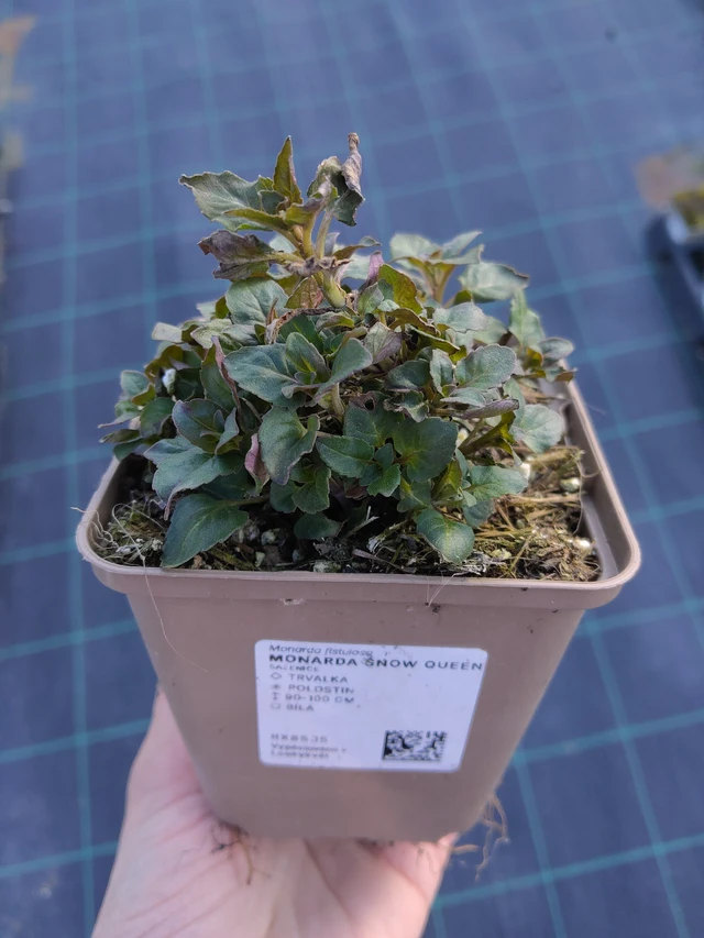 Monarda Snow Queen - 27. 3. 2026