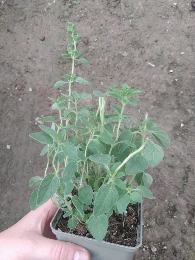 Meirami - 17. 7. 2025