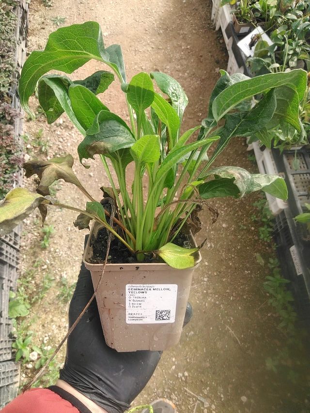 Echinacea Mellow Yellows - 13. 10. 2025
