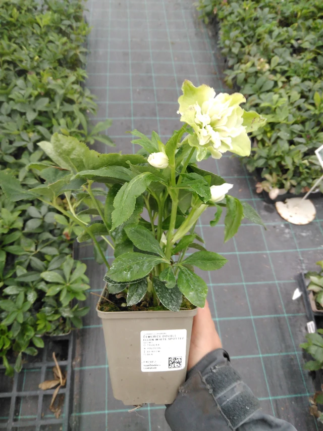 Hellebore Double Ellen White Spotted - 10. 9. 2025