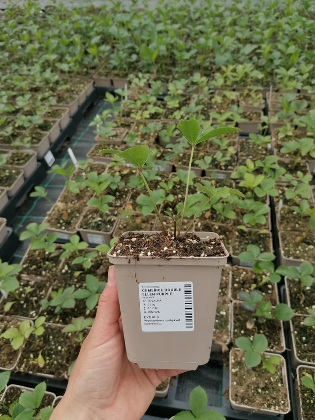 Eléboro Double Ellen Purple - 2024