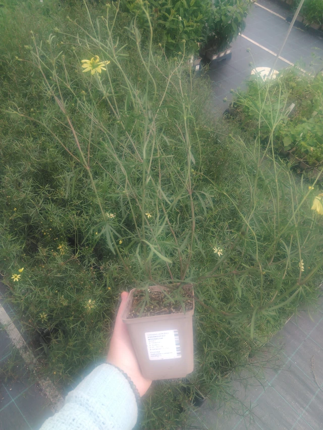 Krásnoočko Moonbeam - 2024