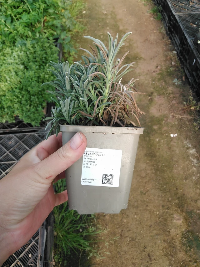 Lavanda Edelweiss - 19. 8. 2025