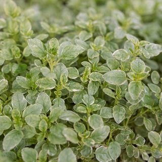 Dobromysl Aureum Variegata, Loukykvět