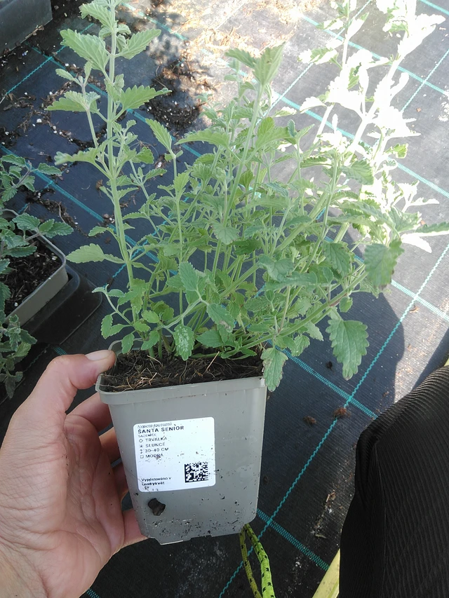 Catnip Senior - 11. 9. 2025