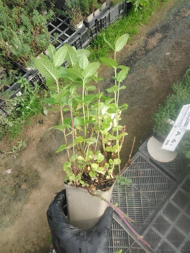 Mięta hiszpańska - 13. 10. 2025