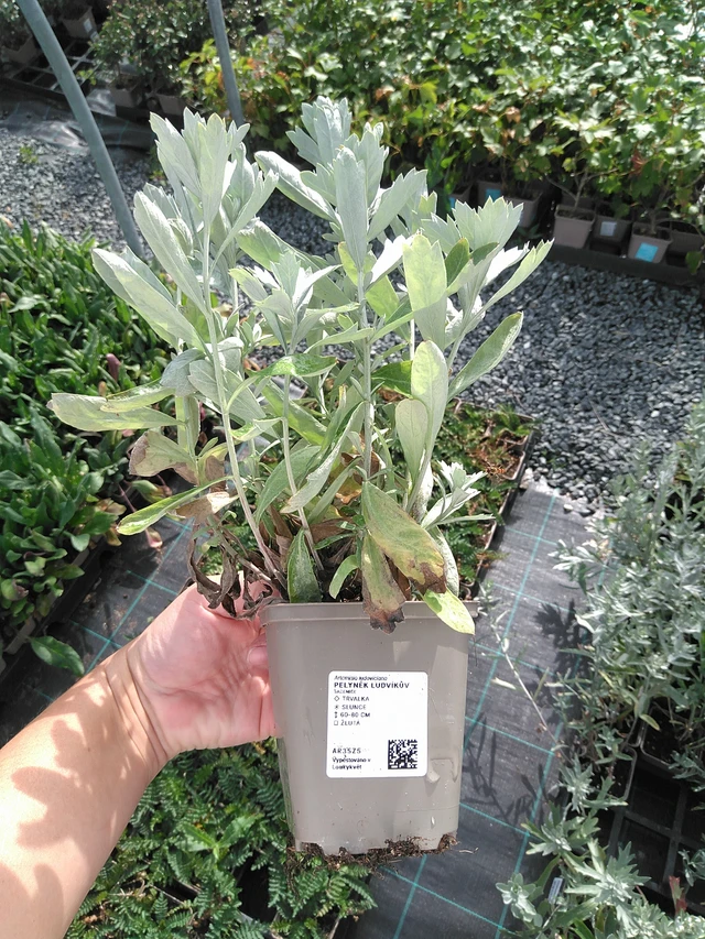 Wormwood Ludvíkův - 11. 7. 2025