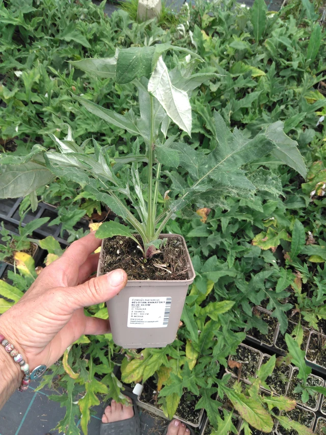 Pallo-ohdake banátský Blue Glow - 2024